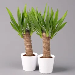 Palmlilie In Keramiktopf Dallas, Topf-Ø 11/12cm, Höhe Ca. 40-45cm, 2er-Set