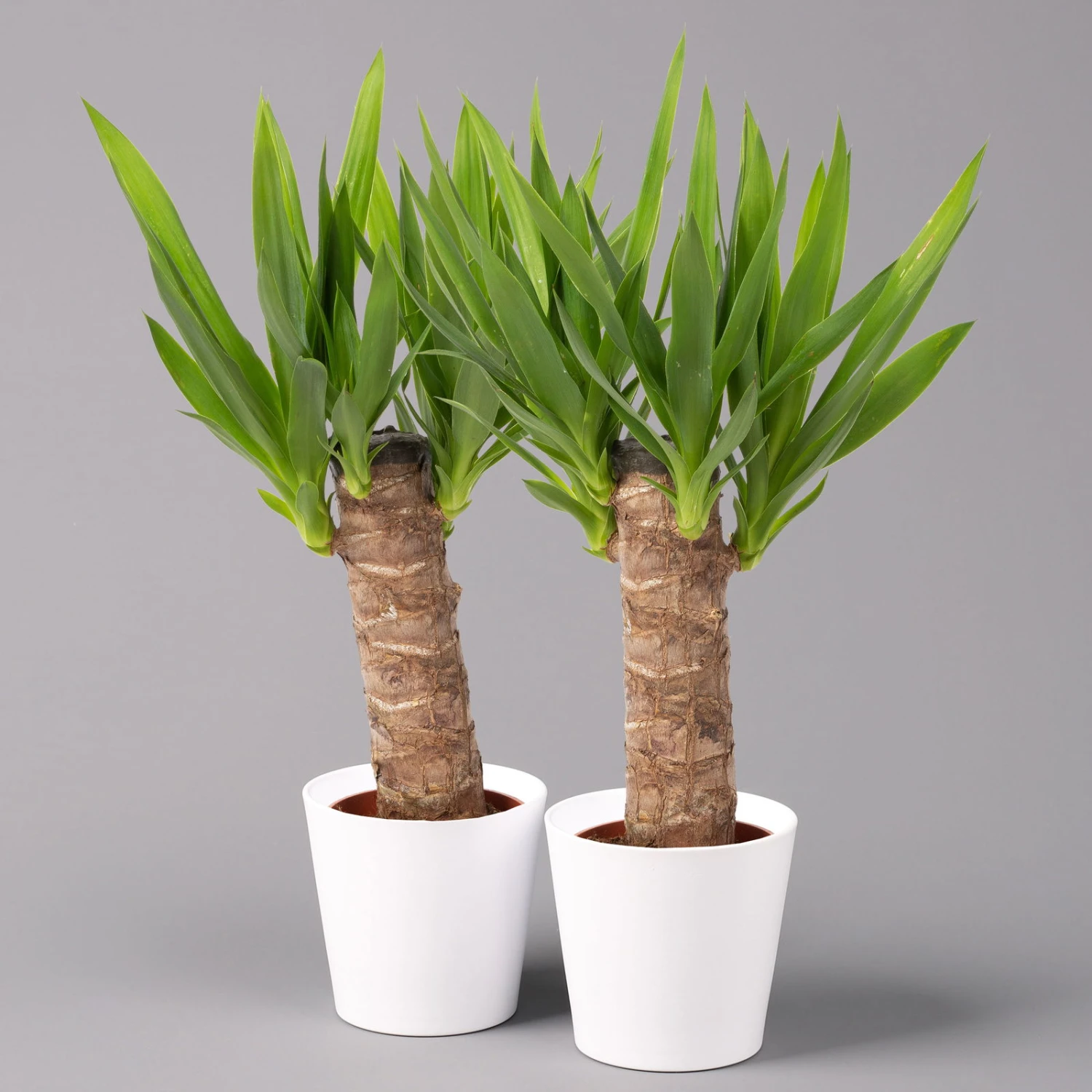Palmlilie In Keramiktopf Dallas, Topf-Ø 11/12cm, Höhe Ca. 40-45cm, 2er-Set 1 Palmlilie In Keramiktopf Dallas, Topf-Ø 11/12cm, Höhe Ca. 40-45cm, 2er-Set