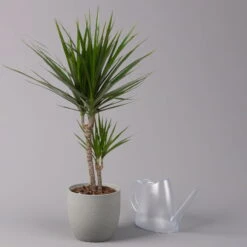 Drachenbaum, Topf-Ø 17 Cm, Höhe Ca. 70 Cm -Biohort Gartenarbeit Geschaft 0221100020 Dracaena marginata 2er Tuff 17cm 3
