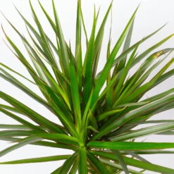 Drachenbaum, Topf-Ø 17 Cm, Höhe Ca. 70 Cm -Biohort Gartenarbeit Geschaft 0221100020 Dracaena marginata 2er Tuff 8