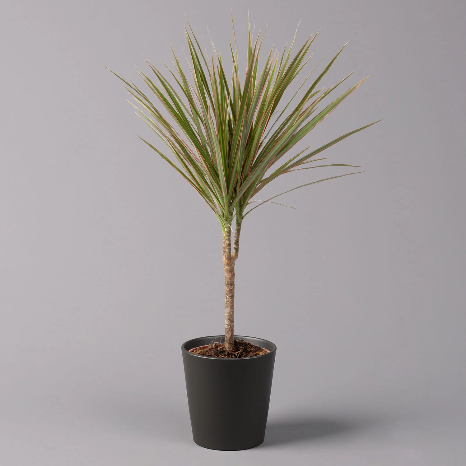 Drachenbaum 'Bicolor' Topf-Ø 13 Cm, Inkl. Keramiktopf Dallas Anthrazit, 2er-Set 2 Drachenbaum 'Bicolor' Topf-Ø 13 Cm, Inkl. Keramiktopf Dallas Anthrazit, 2er-Set – Bild 2