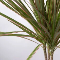 Drachenbaum 'Bicolor' Topf-Ø 13 Cm, Inkl. Keramiktopf Dallas Anthrazit, 2er-Set 12 Drachenbaum 'Bicolor' Topf-Ø 13 Cm, Inkl. Keramiktopf Dallas Anthrazit, 2er-Set -Biohort Gartenarbeit Geschaft 0221100084 Dracaena marg Bicolor im Dallas anth 42