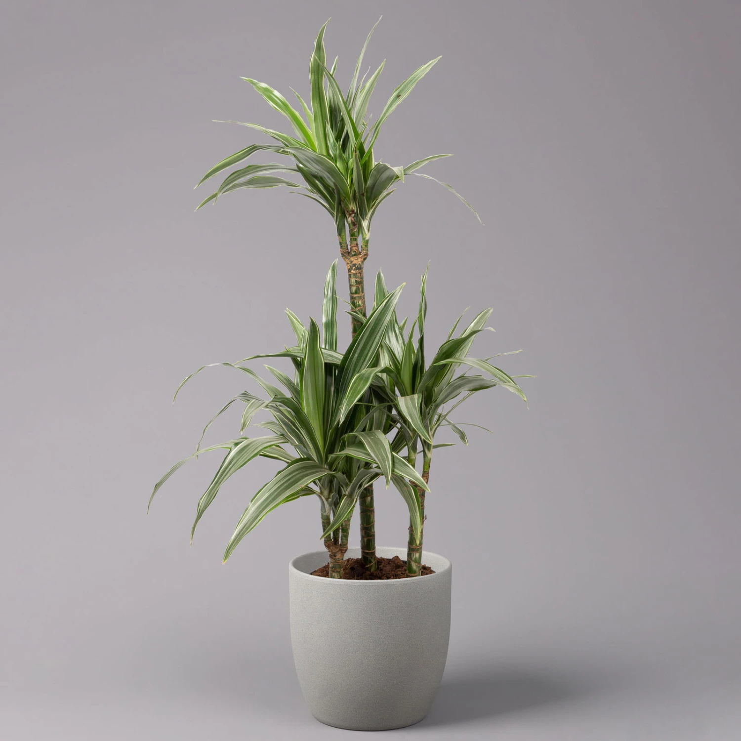 Duftender Drachenbaum 'Warneckii', Topf-Ø 21 Cm, Höhe Ca. 115 Cm 1 Duftender Drachenbaum 'Warneckii', Topf-Ø 21 Cm, Höhe Ca. 115 Cm