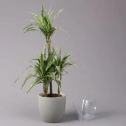 Duftender Drachenbaum 'Warneckii', Topf-Ø 21 Cm, Höhe Ca. 115 Cm 8 Duftender Drachenbaum 'Warneckii', Topf-Ø 21 Cm, Höhe Ca. 115 Cm -Biohort Gartenarbeit Geschaft 0221300002 Dracaena d Warneckii 21cm 3