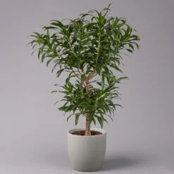 Duftender Drachenbaum 'Song Of Jamaica', Topf-Ø 24 Cm, Höhe Ca. 90 Cm