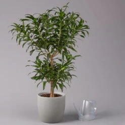 Duftender Drachenbaum 'Song Of Jamaica', Topf-Ø 24 Cm, Höhe Ca. 90 Cm -Biohort Gartenarbeit Geschaft 0221400039 Dracaena refl Song of Jamaica 24cm 3