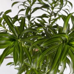 Duftender Drachenbaum 'Song Of Jamaica', Topf-Ø 24 Cm, Höhe Ca. 90 Cm -Biohort Gartenarbeit Geschaft 0221400039 Dracaena refl Song of Jamaica 24cm 4