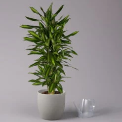 Duftender Drachenbaum 'Hawaiian Sunshine', Topf-Ø 27 Cm, H: Ca. 100 Cm -Biohort Gartenarbeit Geschaft 0221500025 Dracaena fr Hawaiian Sunshine 27cm 3