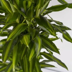 Duftender Drachenbaum 'Hawaiian Sunshine', Topf-Ø 27 Cm, H: Ca. 100 Cm -Biohort Gartenarbeit Geschaft 0221500025 Dracaena fr Hawaiian Sunshine 27cm 4