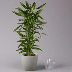 Duftender Drachenbaum 'Cintho', Verzweigt, Topf-Ø 27 Cm, Höhe Ca. 120 Cm -Biohort Gartenarbeit Geschaft 0221500060 Dracaena fragr Cintho verzweigt 27cm 3