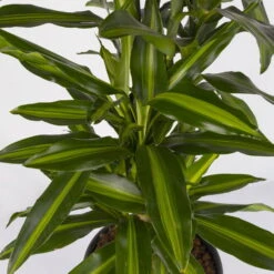 Duftender Drachenbaum 'Cintho', Verzweigt, Topf-Ø 27 Cm, Höhe Ca. 120 Cm -Biohort Gartenarbeit Geschaft 0221500060 Dracaena fragr Cintho verzweigt 27cm 4