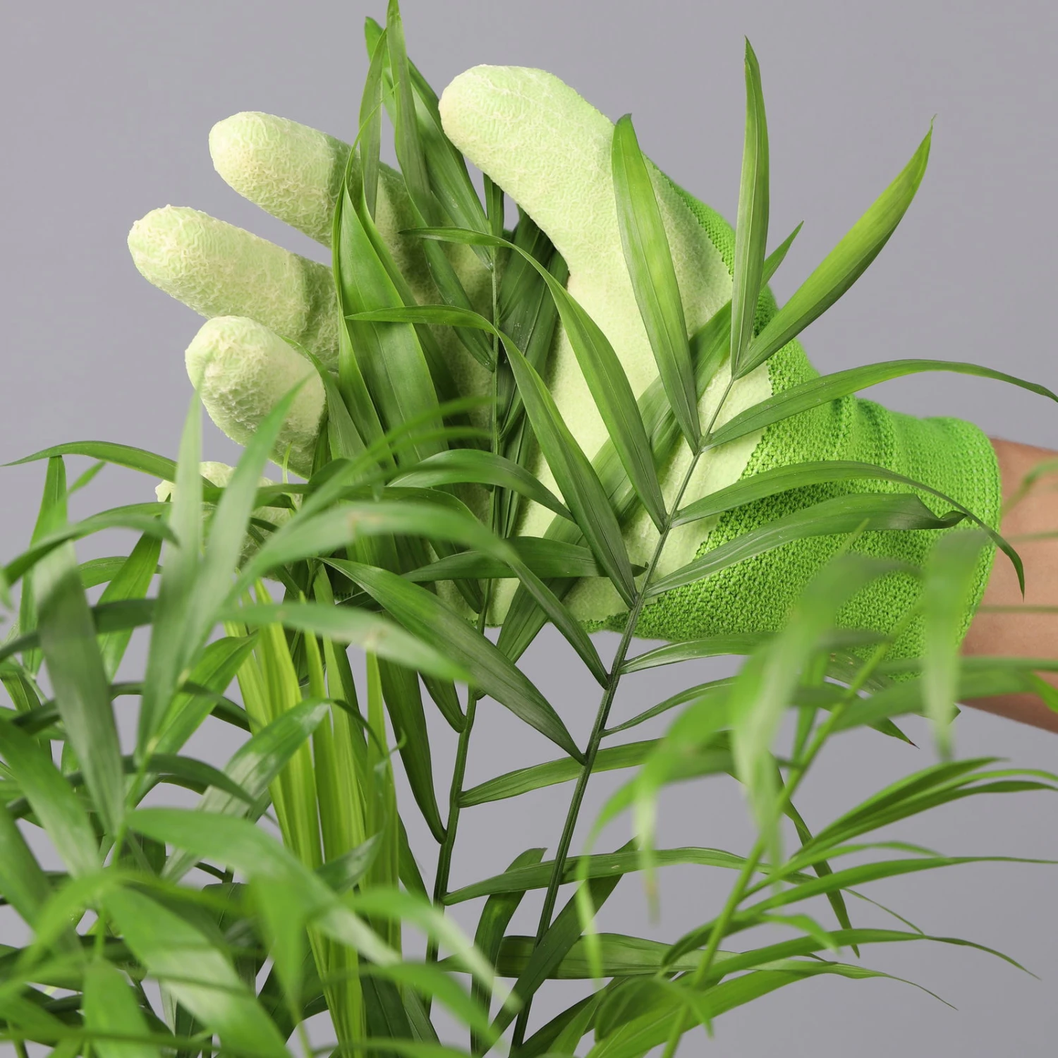 Bergpalme Mit Übertopf Vibes Weiß, Topf-Ø 12 Cm, Höhe Ca. 30 Cm, 2er-Set 2 Bergpalme Mit Übertopf Vibes Weiß, Topf-Ø 12 Cm, Höhe Ca. 30 Cm, 2er-Set – Bild 2