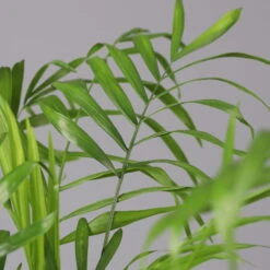 Bergpalme Mit Übertopf Vibes Blau, Topf-Ø 12 Cm, Höhe Ca. 30 Cm, 2er-Set 9 Bergpalme Mit Übertopf Vibes Blau, Topf-Ø 12 Cm, Höhe Ca. 30 Cm, 2er-Set -Biohort Gartenarbeit Geschaft 0222100053 0222100054 0222100055 Chamaedorea elegans 124824