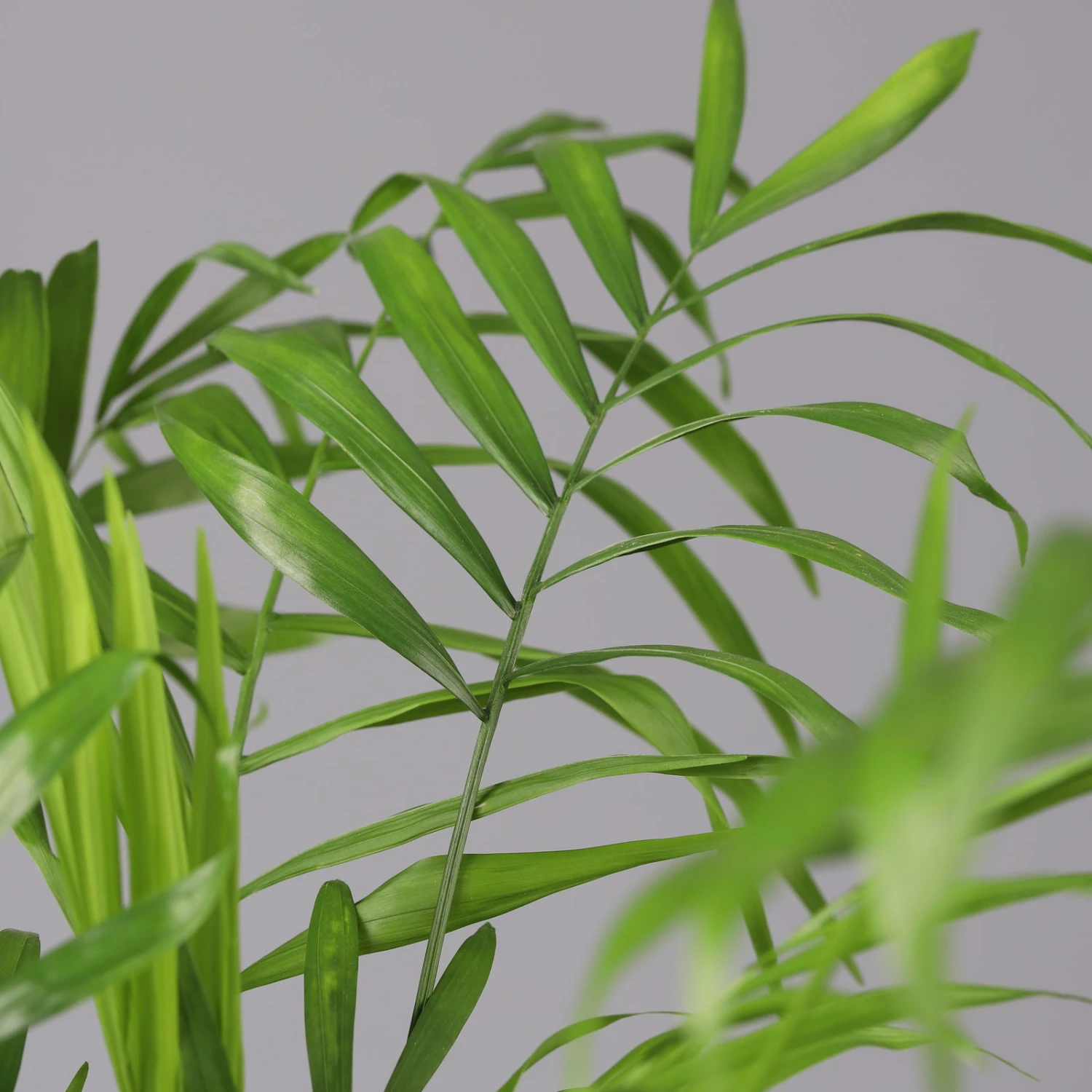 Bergpalme Mit Übertopf Vibes Blau, Topf-Ø 12 Cm, Höhe Ca. 30 Cm, 2er-Set 4 Bergpalme Mit Übertopf Vibes Blau, Topf-Ø 12 Cm, Höhe Ca. 30 Cm, 2er-Set – Bild 4