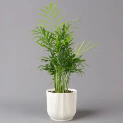 Bergpalme Mit Übertopf Vibes Weiß, Topf-Ø 12 Cm, Höhe Ca. 30 Cm, 2er-Set 8 Bergpalme Mit Übertopf Vibes Weiß, Topf-Ø 12 Cm, Höhe Ca. 30 Cm, 2er-Set -Biohort Gartenarbeit Geschaft 0222100053 Chamaedorea elegans in uebertopf weiss 2er Set 12cmT H40cm Elho Vibes 124825