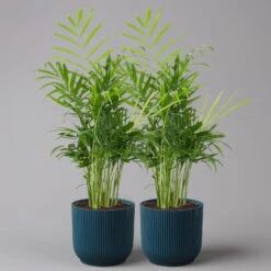 Bergpalme Mit Übertopf Vibes Blau, Topf-Ø 12 Cm, Höhe Ca. 30 Cm, 2er-Set