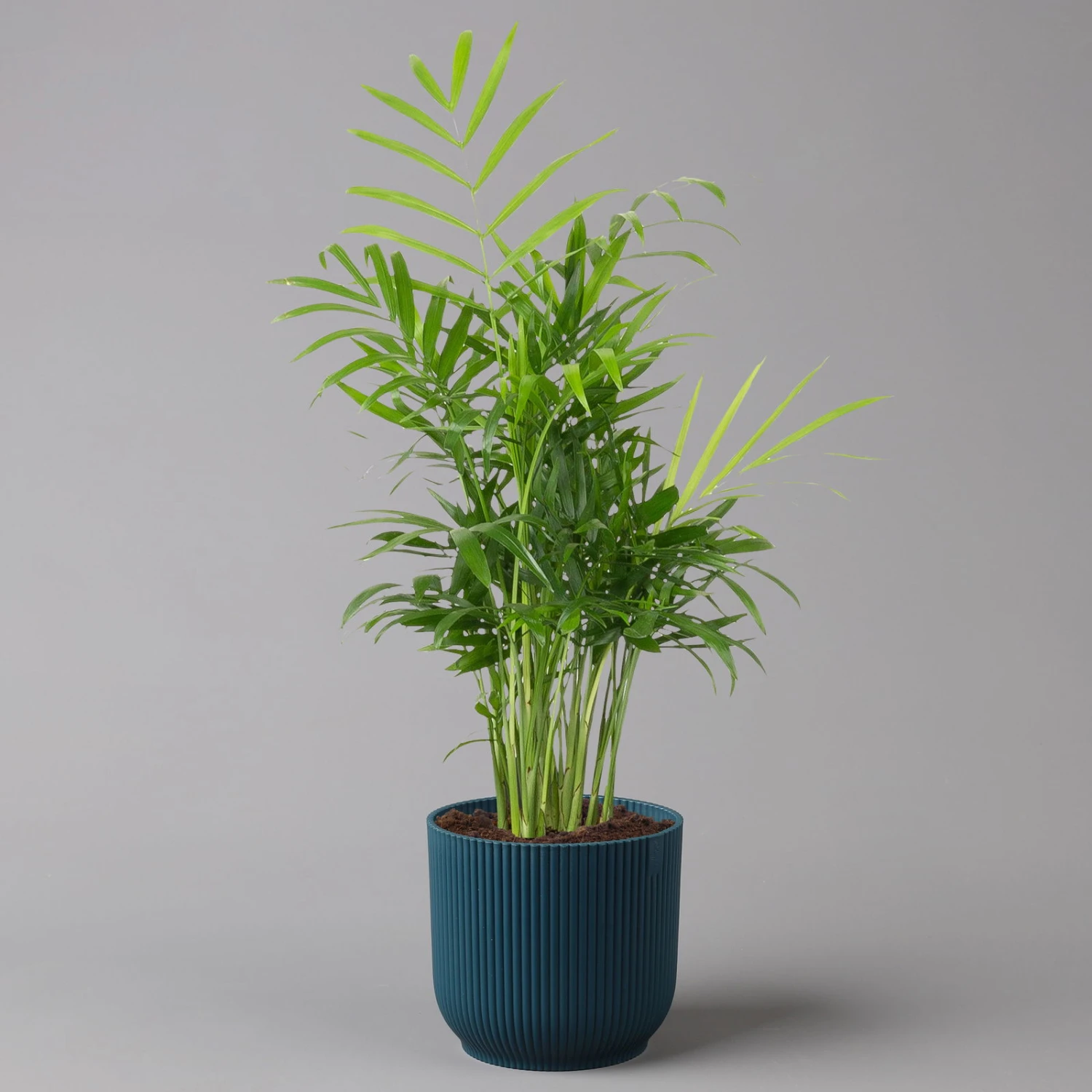 Bergpalme Mit Übertopf Vibes Blau, Topf-Ø 12 Cm, Höhe Ca. 30 Cm, 2er-Set 3 Bergpalme Mit Übertopf Vibes Blau, Topf-Ø 12 Cm, Höhe Ca. 30 Cm, 2er-Set – Bild 3