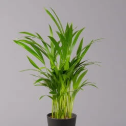 Goldfruchtpalme In Keramiktopf Anthrazit, Topf-Ø 13 Cm, H: Ca. 20-30 Cm, 3er-Set -Biohort Gartenarbeit Geschaft 0222200027 Dypsis lutes Dallas anthrazit 3er Set 22