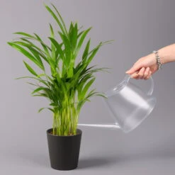 Goldfruchtpalme In Keramiktopf Anthrazit, Topf-Ø 13 Cm, H: Ca. 20-30 Cm, 3er-Set -Biohort Gartenarbeit Geschaft 0222200027 Dypsis lutes Dallas anthrazit 3er Set 32