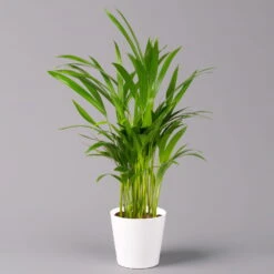 Goldfruchtpalme In Keramiktopf Weiß, Topf-Ø 13 Cm, Höhe Ca. 20-30 Cm, 3er-Set -Biohort Gartenarbeit Geschaft 0222200028 Dypsis lutescens Dalls weiss 3er Set 12