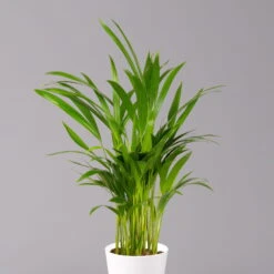 Goldfruchtpalme In Keramiktopf Weiß, Topf-Ø 13 Cm, Höhe Ca. 20-30 Cm, 3er-Set -Biohort Gartenarbeit Geschaft 0222200028 Dypsis lutescens Dalls weiss 3er Set 22