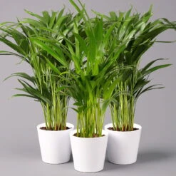 Goldfruchtpalme In Keramiktopf Weiß, Topf-Ø 13 Cm, Höhe Ca. 20-30 Cm, 3er-Set -Biohort Gartenarbeit Geschaft 0222200028 Dypsis lutescens Dalls weiss 3er Set2