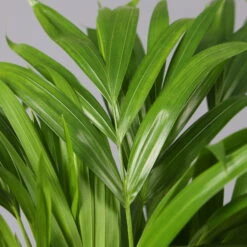 Goldfruchtpalme In Übertopf Vibes Weiß, Topf-Ø 13 Cm, Höhe Ca. 20-30 Cm, 2er-Set -Biohort Gartenarbeit Geschaft 0222200032 Dypsis lutescens in Topf Tusca 42