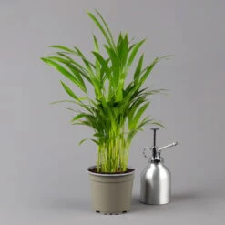 Biohort Gartenarbeit Geschaft -Biohort Gartenarbeit Geschaft 0222200053 0222200054 0222200055 0222200056 Dypsis lutescens 1 124872