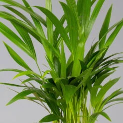 Goldfruchtpalme In Übertopf Vibes Weiß, Topf-Ø 13 Cm, Höhe Ca. 20-30 Cm, 2er-Set -Biohort Gartenarbeit Geschaft 0222200053 0222200054 0222200055 0222200056 Dypsis lutescens 124873