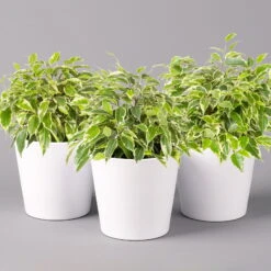 Birkenfeige 'Kinky' In Keramiktopf Weiß, Topf-Ø 12 Cm, Höhe Ca. 25 Cm, 3er-Set -Biohort Gartenarbeit Geschaft 0223100065 Ficus benj Kinky Dallas weiss 3er Set2 108731