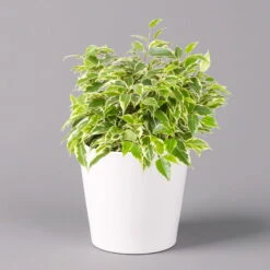 Birkenfeige 'Kinky' In Keramiktopf Weiß, Topf-Ø 12 Cm, Höhe Ca. 25 Cm, 3er-Set -Biohort Gartenarbeit Geschaft 0223100065 Ficus benj Kinky Dallas weiss 1 108732