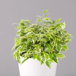 Birkenfeige 'Kinky' In Keramiktopf Weiß, Topf-Ø 12 Cm, Höhe Ca. 25 Cm, 3er-Set -Biohort Gartenarbeit Geschaft 0223100065 Ficus benj Kinky Dallas weiss 2 108733