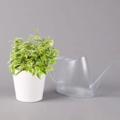 Birkenfeige 'Kinky' In Keramiktopf Weiß, Topf-Ø 12 Cm, Höhe Ca. 25 Cm, 3er-Set -Biohort Gartenarbeit Geschaft 0223100065 Ficus benj Kinky Dallas weiss 3 108734