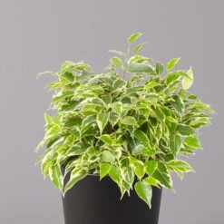 Birkenfeige 'Kinky' In Keramiktopf Dallas Anthrazit, Topf-Ø 12 Cm, 2er-Set -Biohort Gartenarbeit Geschaft 0223100072 Ficus benj Kinky Dallas anthrazit 2