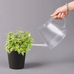 Birkenfeige 'Kinky' In Keramiktopf Dallas Anthrazit, Topf-Ø 12 Cm, 2er-Set -Biohort Gartenarbeit Geschaft 0223100072 Ficus benj Kinky Dallas anthrazit 3