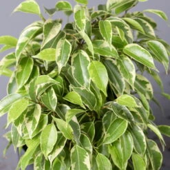 Birkenfeige 'Kinky' In Keramiktopf Dallas Anthrazit, Topf-Ø 12 Cm, 2er-Set -Biohort Gartenarbeit Geschaft 0223100072 Ficus benj Kinky Dallas anthrazit 4