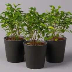 Birkenfeige 'Natasja' In Übertopf Anthrazit, Topf 12cmØ, Höhe Ca. 25cm, 3er-Set