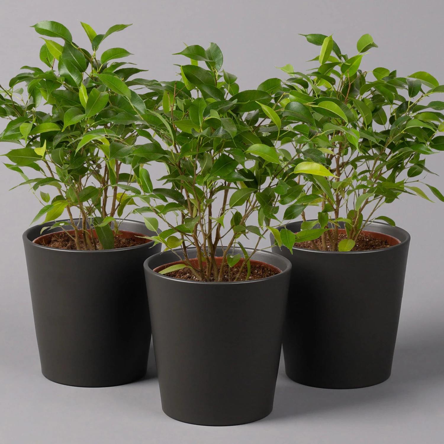 Birkenfeige 'Natasja' In Übertopf Anthrazit, Topf 12cmØ, Höhe Ca. 25cm, 3er-Set 1 Birkenfeige 'Natasja' In Übertopf Anthrazit, Topf 12cmØ, Höhe Ca. 25cm, 3er-Set
