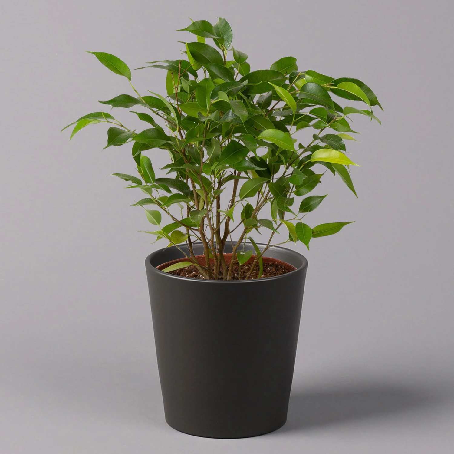 Birkenfeige 'Natasja' In Übertopf Anthrazit, Topf 12cmØ, Höhe Ca. 25cm, 3er-Set 2 Birkenfeige 'Natasja' In Übertopf Anthrazit, Topf 12cmØ, Höhe Ca. 25cm, 3er-Set – Bild 2