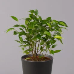 Birkenfeige 'Natasja' In Übertopf Anthrazit, Topf 12cmØ, Höhe Ca. 25cm, 3er-Set 10 Birkenfeige 'Natasja' In Übertopf Anthrazit, Topf 12cmØ, Höhe Ca. 25cm, 3er-Set -Biohort Gartenarbeit Geschaft 0223100074 Ficus benj Natasja im Topf Dallas anth 2 108501