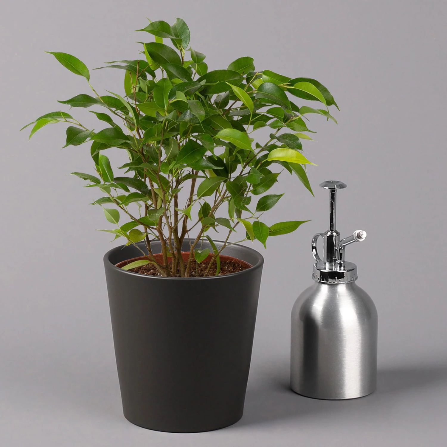 Birkenfeige 'Natasja' In Übertopf Anthrazit, Topf 12cmØ, Höhe Ca. 25cm, 3er-Set 4 Birkenfeige 'Natasja' In Übertopf Anthrazit, Topf 12cmØ, Höhe Ca. 25cm, 3er-Set – Bild 4