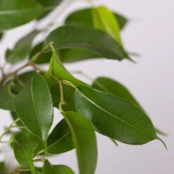 Birkenfeige 'Natasja' In Übertopf Anthrazit, Topf 12cmØ, Höhe Ca. 25cm, 3er-Set 12 Birkenfeige 'Natasja' In Übertopf Anthrazit, Topf 12cmØ, Höhe Ca. 25cm, 3er-Set -Biohort Gartenarbeit Geschaft 0223100074 Ficus benj Natasja im Topf Dallas anth 4 108503