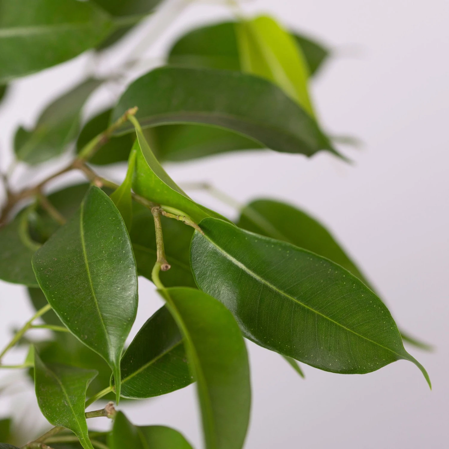 Birkenfeige 'Natasja' In Übertopf Anthrazit, Topf 12cmØ, Höhe Ca. 25cm, 3er-Set 5 Birkenfeige 'Natasja' In Übertopf Anthrazit, Topf 12cmØ, Höhe Ca. 25cm, 3er-Set – Bild 5