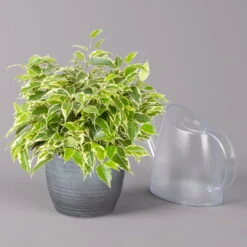 Birkenfeige 'Kinky' In Keramiktopf Bergamo Grau, Topf-Ø 12 Cm, Höhe Ca. 26 Cm -Biohort Gartenarbeit Geschaft 0223100092 Ficus benj Kinky in Uebertopf Bergamo grau 3