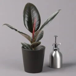 Gummibaum 'Robusta' In Topf Anthrazit, Topf-Ø 12 Cm, Höhe Ca. 40-45cm, 3er-Set 10 Gummibaum 'Robusta' In Topf Anthrazit, Topf-Ø 12 Cm, Höhe Ca. 40-45cm, 3er-Set -Biohort Gartenarbeit Geschaft 0223200061 Ficus el Robusta Dallas anthrazit 3er Set 32