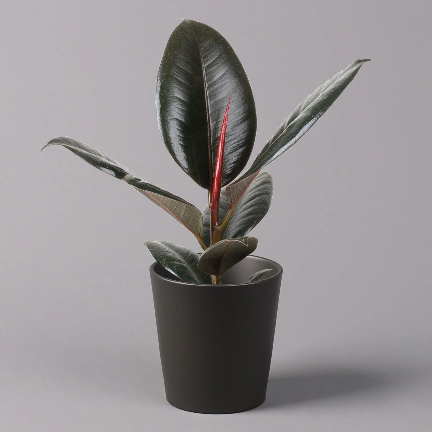 Gummibaum 'Robusta' In Topf Anthrazit, Topf-Ø 12cm, Höhe Ca. 40-45 Cm, 2er-Set 2 Gummibaum 'Robusta' In Topf Anthrazit, Topf-Ø 12cm, Höhe Ca. 40-45 Cm, 2er-Set – Bild 2