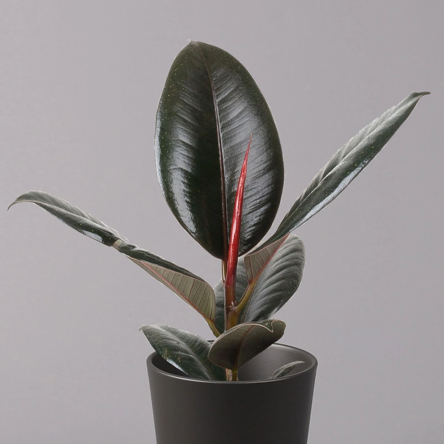 Gummibaum 'Robusta' In Topf Anthrazit, Topf-Ø 12cm, Höhe Ca. 40-45 Cm, 2er-Set 3 Gummibaum 'Robusta' In Topf Anthrazit, Topf-Ø 12cm, Höhe Ca. 40-45 Cm, 2er-Set – Bild 3