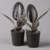Gummibaum 'Robusta' In Topf Anthrazit, Topf-Ø 12cm, Höhe Ca. 40-45 Cm, 2er-Set