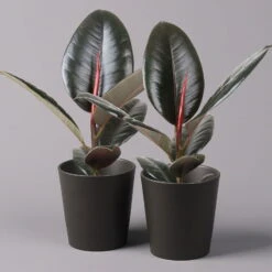 Gummibaum 'Robusta' In Topf Anthrazit, Topf-Ø 12cm, Höhe Ca. 40-45 Cm, 2er-Set
