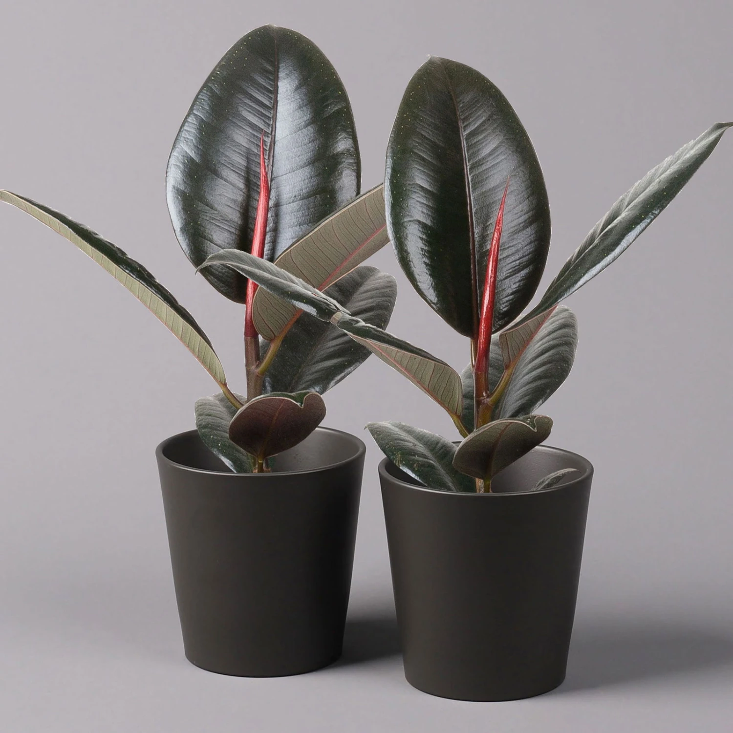 Gummibaum 'Robusta' In Topf Anthrazit, Topf-Ø 12cm, Höhe Ca. 40-45 Cm, 2er-Set 1 Gummibaum 'Robusta' In Topf Anthrazit, Topf-Ø 12cm, Höhe Ca. 40-45 Cm, 2er-Set